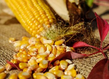 Restringir importación de maíz transgénico a grano quebrado provocaría enfrentamiento comercial T-MEC, alertan