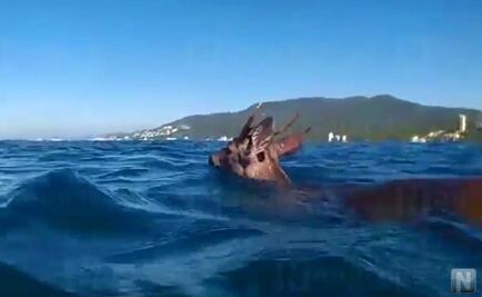 Rescatan a venado que estaba nadando en mar de Jalisco
