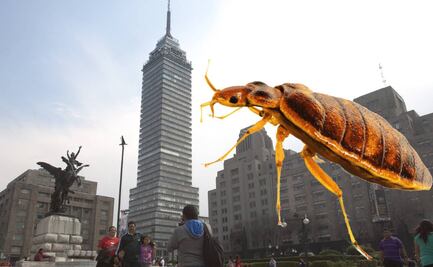 ¿Chinches en CDMX? Sedesa descarta alerta sanitaria