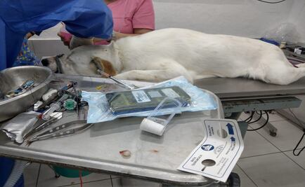 Operan a “Impul”, perrito con glaucoma encontrado en el Metro; espera ser adoptado