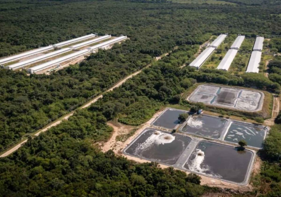 Encienden alerta por contaminación de granjas porcícolas en Yucatán; relator especial de la ONU exige declarar emergencia ambiental. Foto: Especial