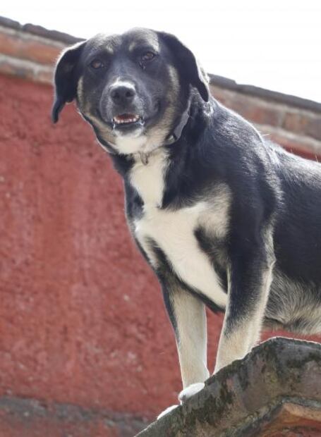 Perro rescatado en sismo es entrenado para ayudar a los bomberos