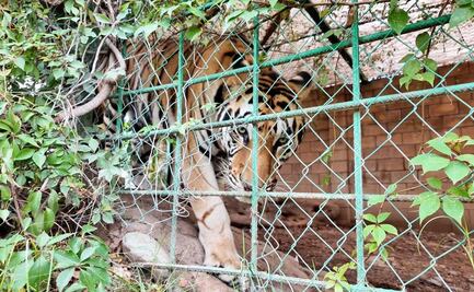 Rescatan tigres de bengala, caballos y perros abandonados en bodega en Sinaloa