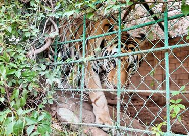 Rescatan tigres de bengala, caballos y perros abandonados en bodega en Sinaloa