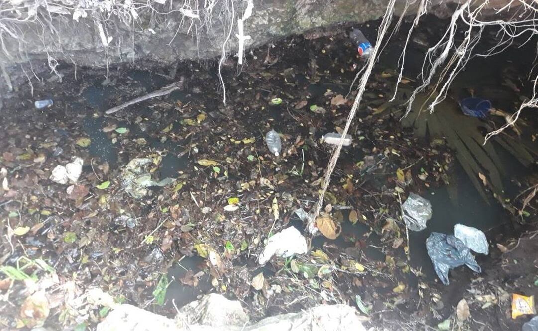 La asociación civil Expedición Grosjean indicó que el 70% del El “Anillo de Cenotes” en Yucatán sufre contaminación por los desechos de granjas porcícolas y las heces fecales / Foto: Especial