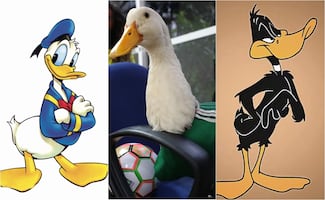 La fascinación por los patos: antes de Merlín, le preceden entrañables personajes del cine y la T.V.