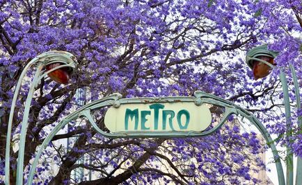Jacarandas hacen de CDMX una ciudad lila