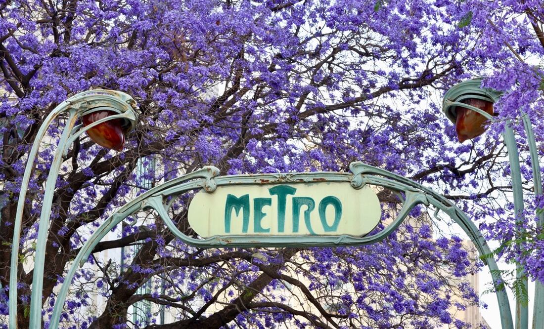 En el acceso al metro bellas artes es enmarcado por las flores moradas. Foto: Valente Rosas/EL UNIVERSAL.