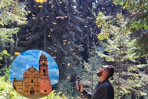 Michoacán: visita un santuario de mariposa monarca en este tour