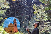 Michoacán: visita un santuario de mariposa monarca en este tour