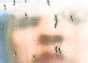 OMS: Cepa del zika que afecta a Sudamérica llega a África