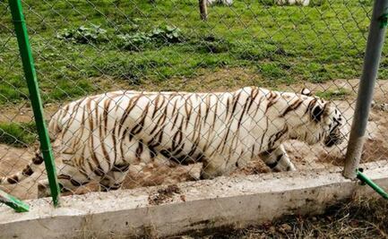Tigre de Bengala escapa de Zoológico en Xicotepec, Puebla; lluvias provocaron afectaciones al inmueble