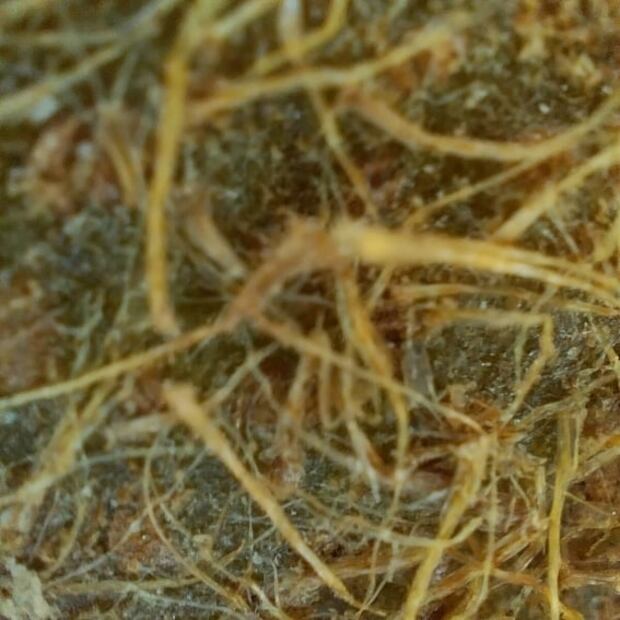 OPPO Reno7: el smartphone con una lente microscópica