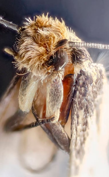 Este acercamiento a la polilla de la ropa permite conocer “el rostro” de la plaga que afectaba muebles y ropa. Foto: Wikimedia Commons.