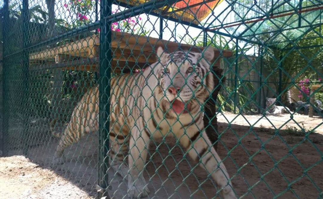 Fueron resguardados 5 tigres de Bengala, 2 leopardos, 3 leones africanos, 4 jaguares, 2 pumas, un tigrillo, 6 seretes, 3 tepescuintles, 3 martuchas y 2 venados temazates (Foto: Profepa)