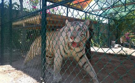 Reubican 35 ejemplares del 'Club de los Animalitos'