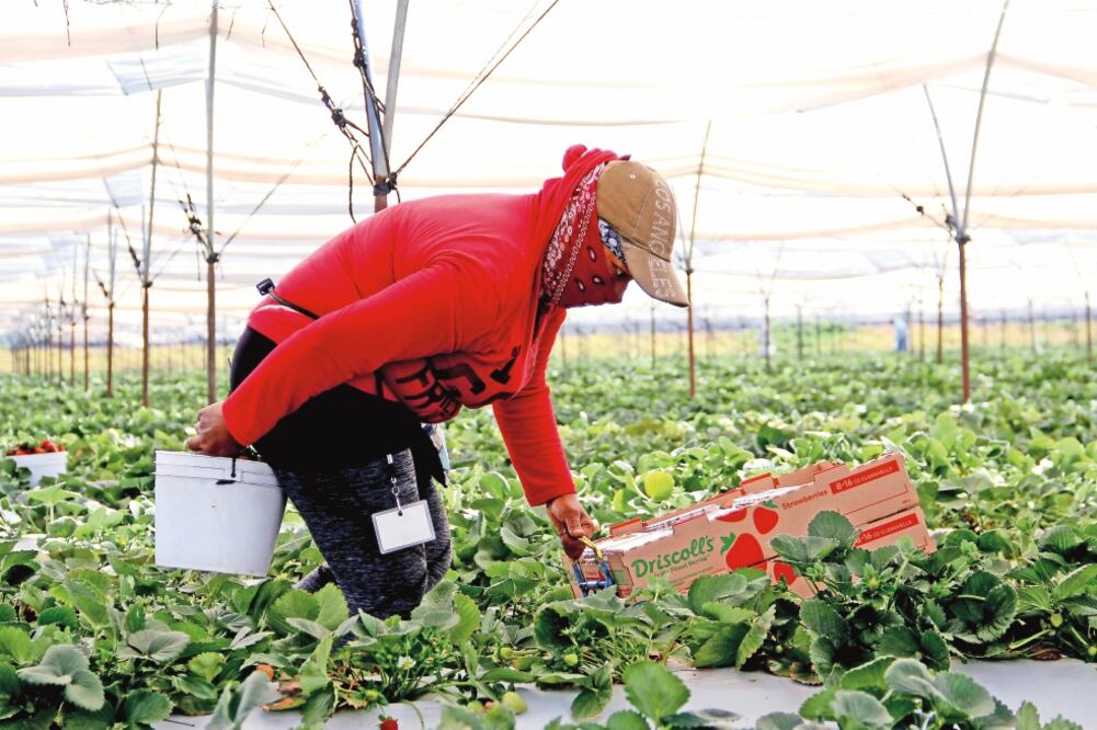 En las huertas del Valle de Zamora se encuentra la empresa Hernández y Asociados, principal distribuidor del fruto, que cultiva 80 hectáreas y genera cerca de 12 mil empleos directos (UBALDO GARIBAY)