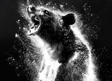 ¿Qué ver?: La historia del oso que ingirió cocaína llega a streaming