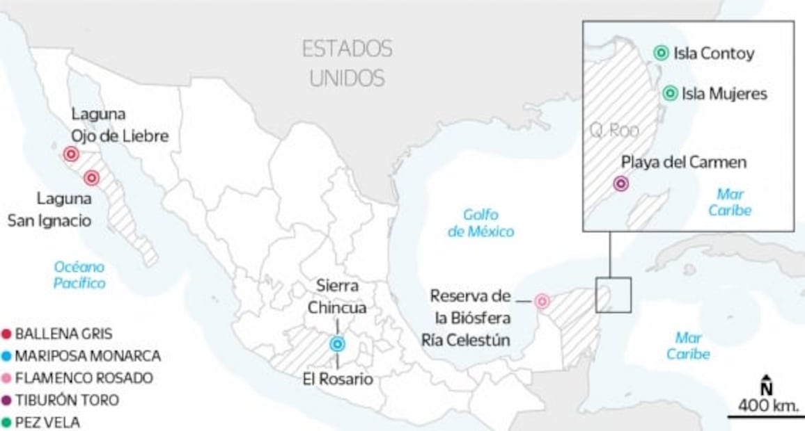Ballenas y hasta tiburones: dónde ver animales en libertad en México