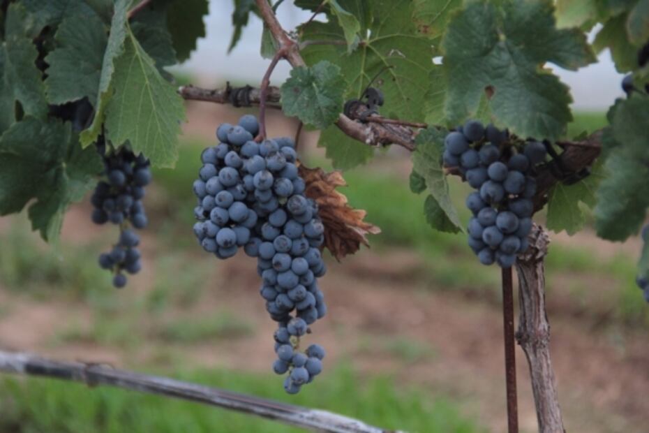 Vino Fest Aguascalientes 2019: catas, tours de viñedos y pisado de uvas