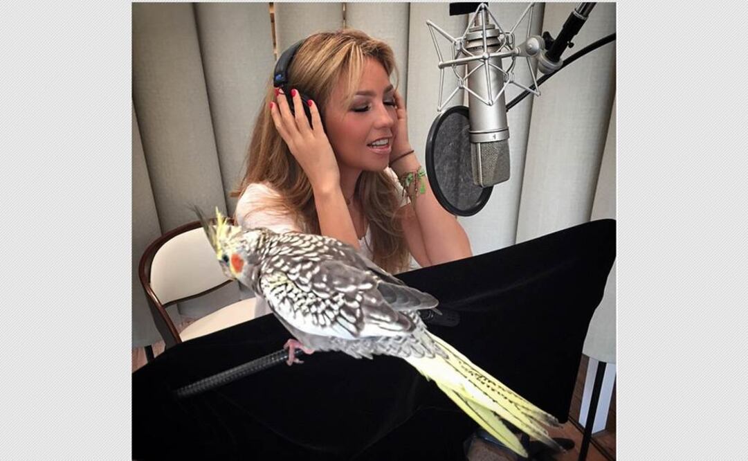 Para sentirse como en casa, su periquito la acompañó al estudio. “¡A bailar! Pikachu moviendo las plumas con las nuevas canciones”, sostuvo la mexicana. FOTO: Instagram thalia