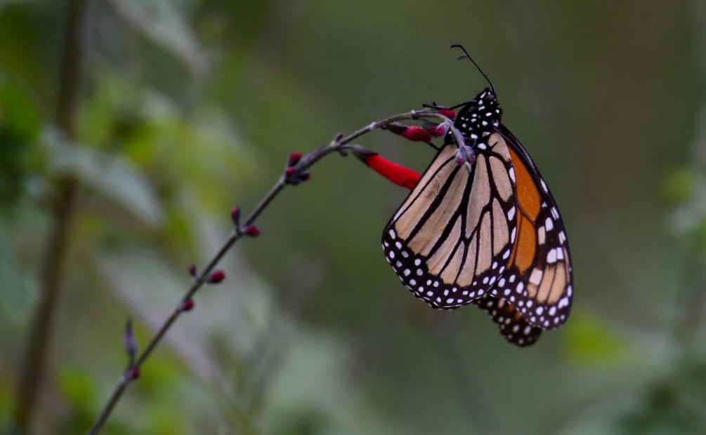 La Mariposa Monarca recorre cada año aproximadamente 5000 km desde Canadá (23/03/2026). Foto: Crisanta Espinosa / cuartoscuro