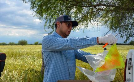 Tamaulipas invierte más de 5 mdp en prevención y monitoreo contra el gusano barrenador; instalan trampas para mosca