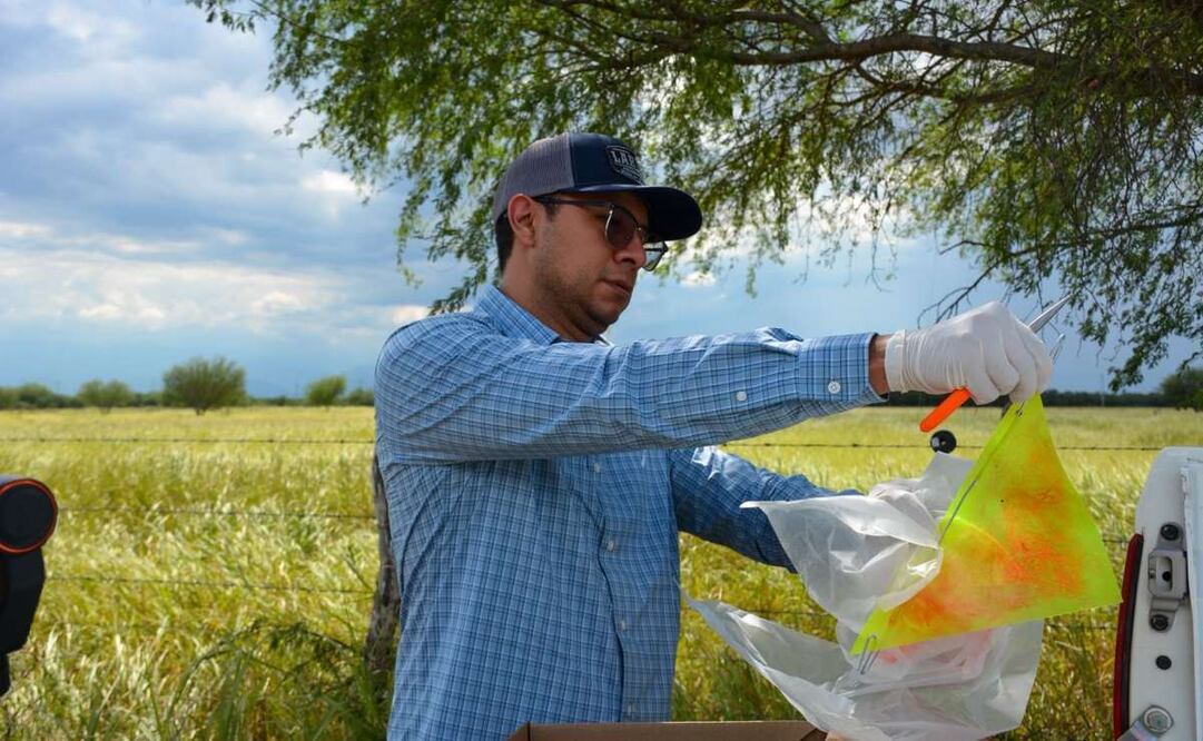 Tamaulipas invierte más de 5 mdp en prevención y monitoreo contra el gusano barrenador (25/08/2025). Foto: Especial