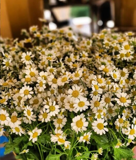 ¿Se puede aclarar el pelo de manera natural? aquí te lo decimos.