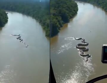 Captan anaconda gigante en el Amazonas. VIDEO