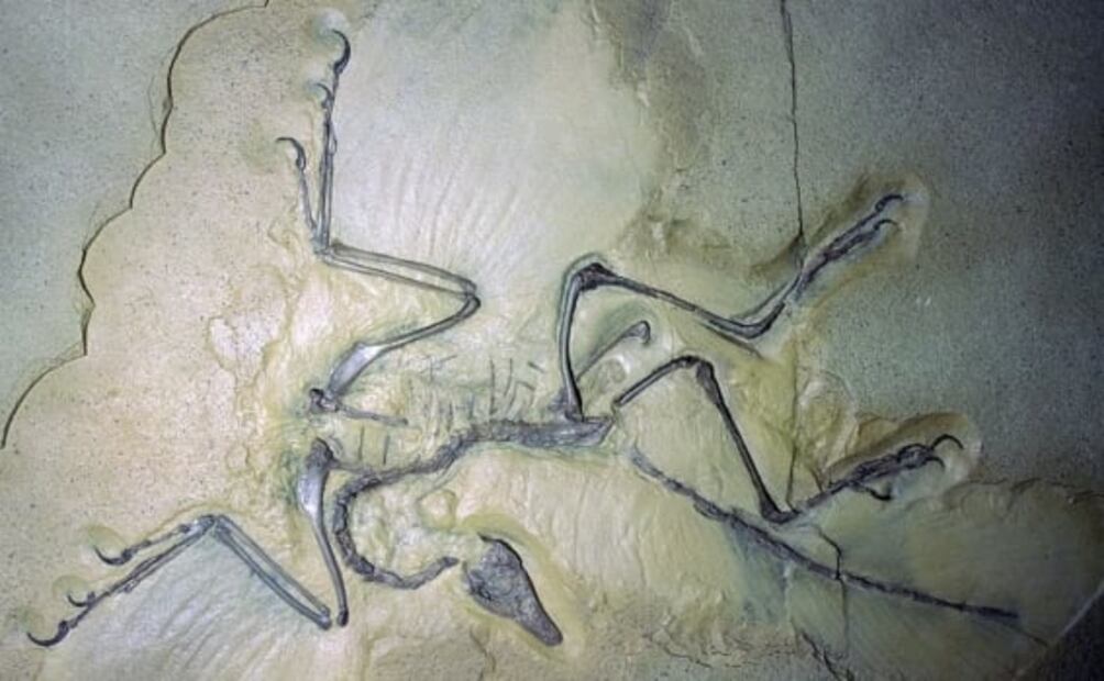 ¿Cómo se apareaban los dinosaurios?