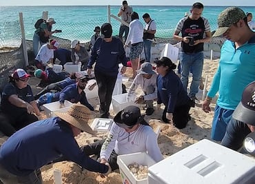 Huracán Beryl: Buscan resguardar más de 105 mil huevos de tortuga marina en playas de Cancún