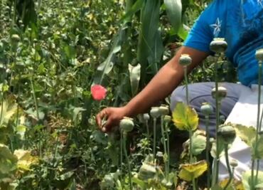 México, de los tres principales productores de amapola en el mundo