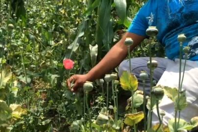 México, de los tres principales productores de amapola en el mundo