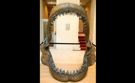 Revelan el verdadero tamaño del Megalodón prehistórico