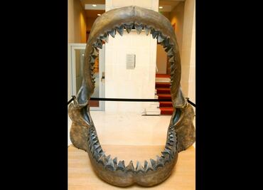 Revelan el verdadero tamaño del Megalodón prehistórico