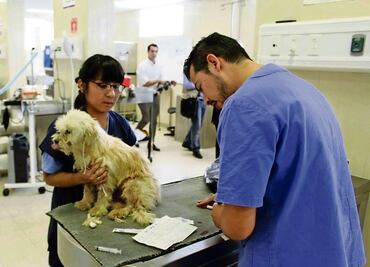 Pide CDMX ajustar Ley de Bienestar Animal