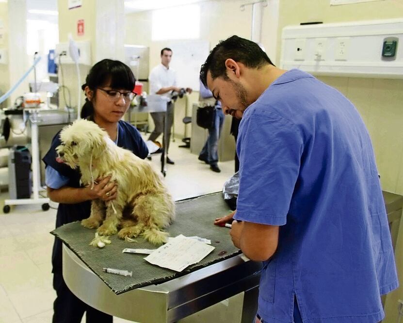 La eutanasia para animales se permite cuando una lesión no pueda ser atendida, por enfermedades graves incurables y problemas conductuales que pongan en peligro su vida o la de otros. Foto: Archivo / EL UNIVERSAL