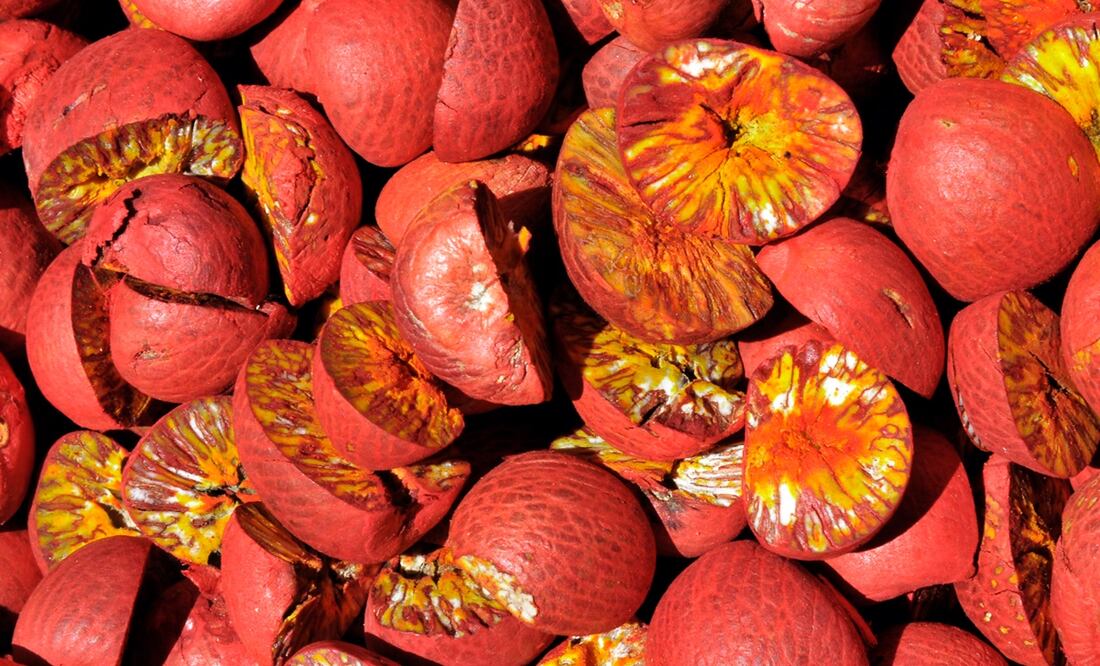 Nueces de Areca. Foto: Creative Commons Attribution-Share Alike 4.0 International.