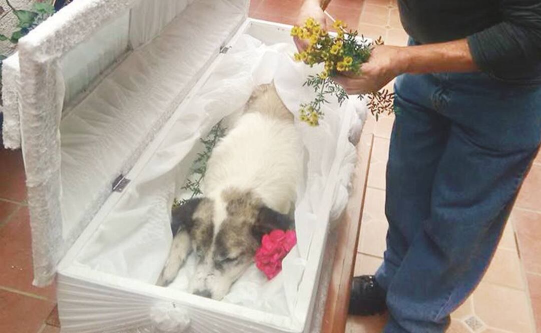 El perro desde hace años vivía en el Pico de Orizaba y por las condiciones en las que vivió su corazón creció más allá del tamaño normal (TOMADA DE FACEBOOK)