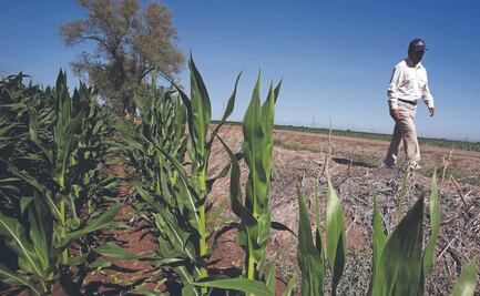 EU podrá castigar a México el lunes: exjuez de la OMC