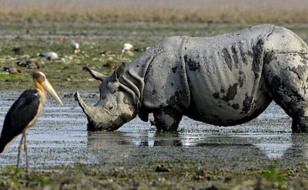 La naturaleza afronta una posible extinción