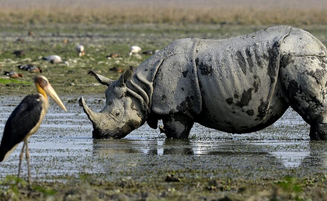 (FOTO: Archivo/EL UNIVERSAL)