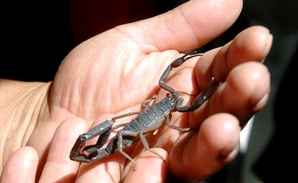 UNAM scientists develop tuberculosis antibiotic from scorpion venom