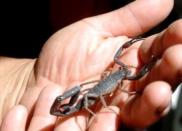 UNAM scientists develop tuberculosis antibiotic from scorpion venom