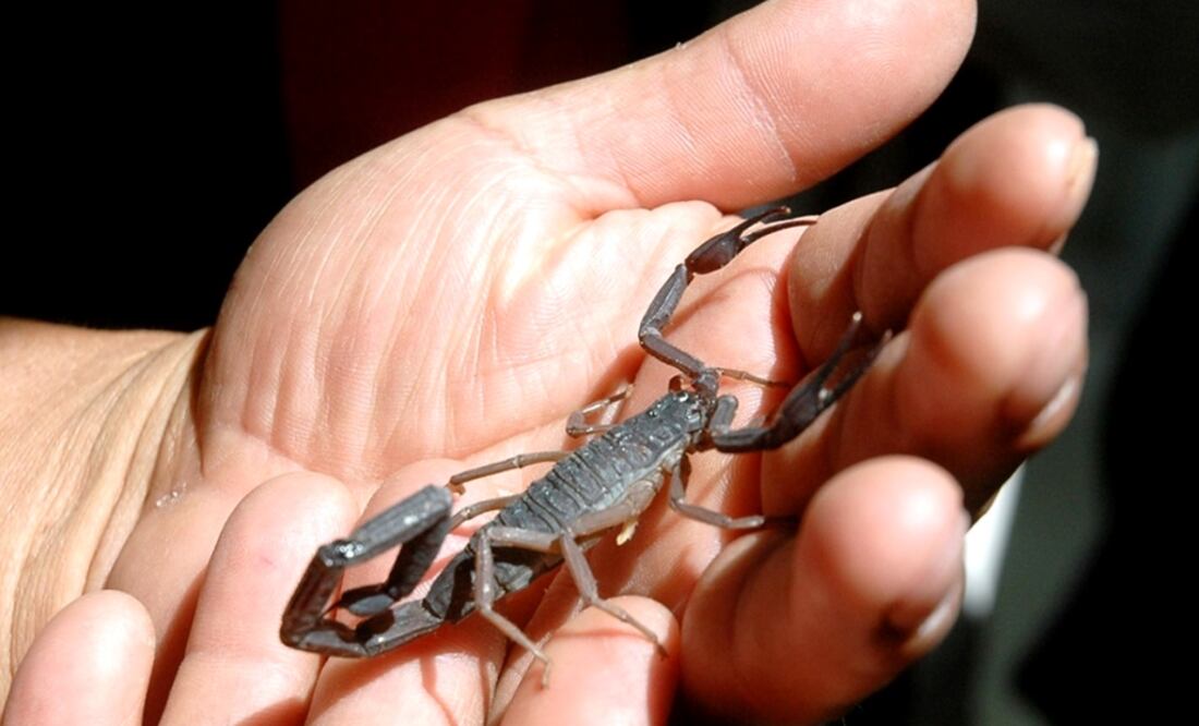 The substances also slow down the growth of carcinogenic cells - Photo: File photo/EL UNIVERSAL