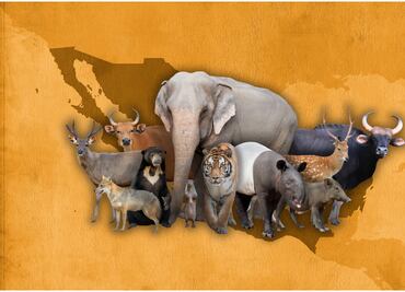 Día Mundial de los Animales 2025: estas son las 5 especies más emblemáticas de México