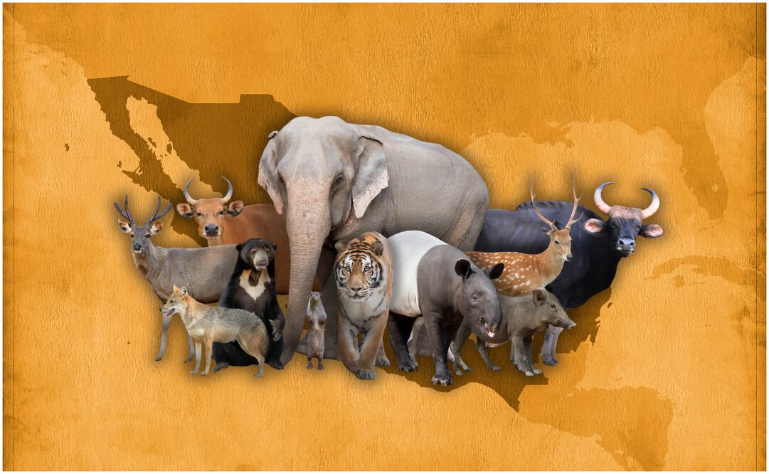 Día Mundial de los Animales 2025: estás son las 5 especies más emblemáticas de México. Foto: Canva