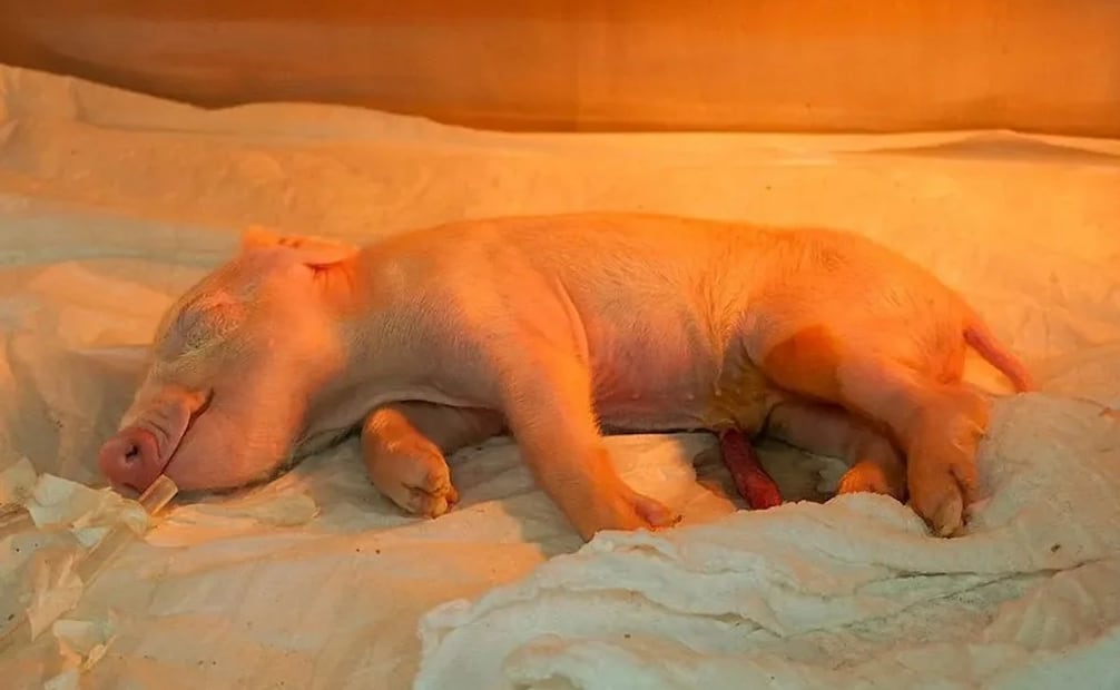Fotografía cedida por Docme Comunicación para Genoma USP que muestra al primer cerdo clonado de América Latina. (23/04/26) Foto: EFE