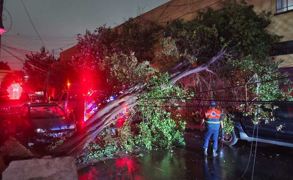 Reportan caída de árbol en la alcaldía Cuauhtémoc.
Foto: Especial.
